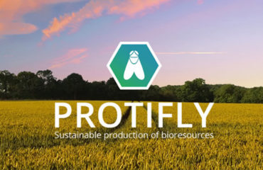 Photo de l'entreprise Protifly, larves de mouches pour valoriser les biodéchets